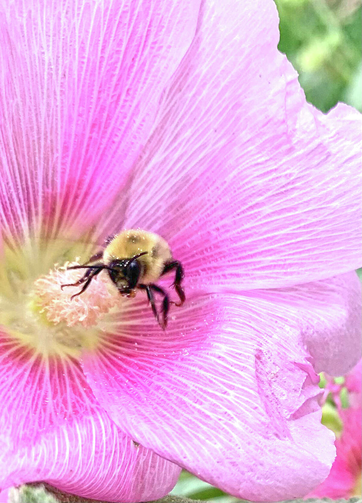 A bumblebee heads for home after dusting itself with pollen from a flower.