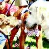 Two pups touch noses while waiting for the results of the pet contest, during Litchfield Historical Society’s annual Pet Parade and Turn of Century Fest Monday in the Tapping Reeve Meadow on South Street.