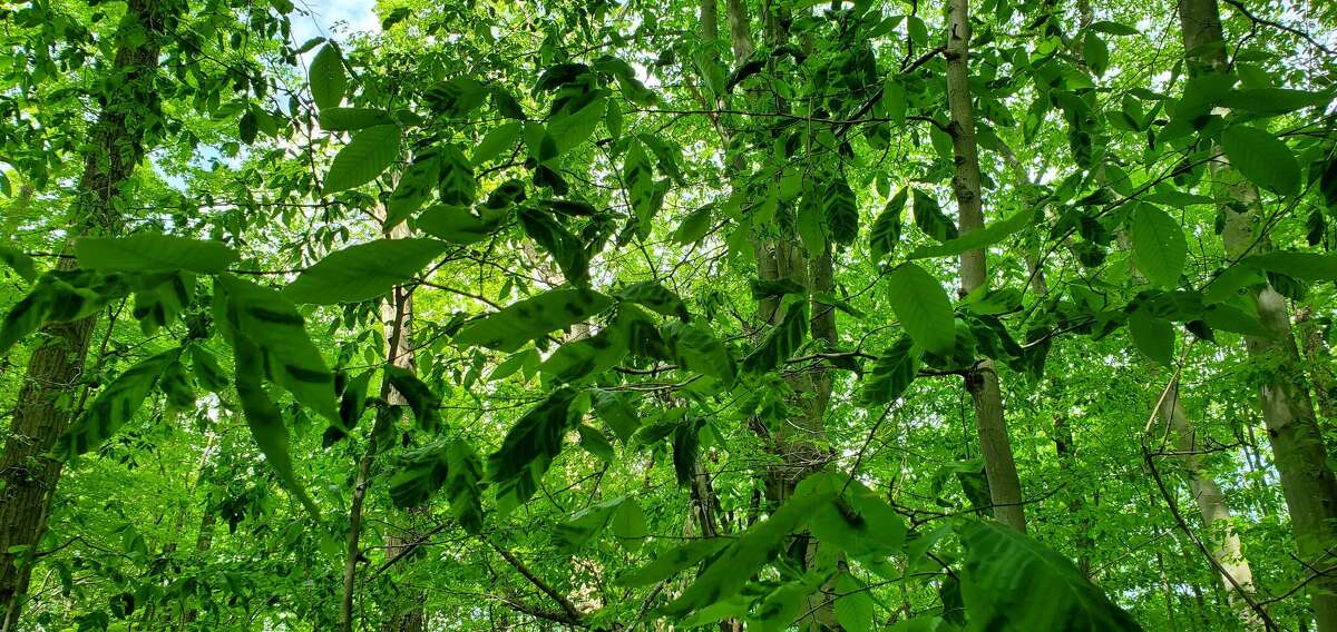 Striping and curling, characteristics of beech leaf disease, are visible on the leaves of understory trees in the affected woodlot in St. Clair County.