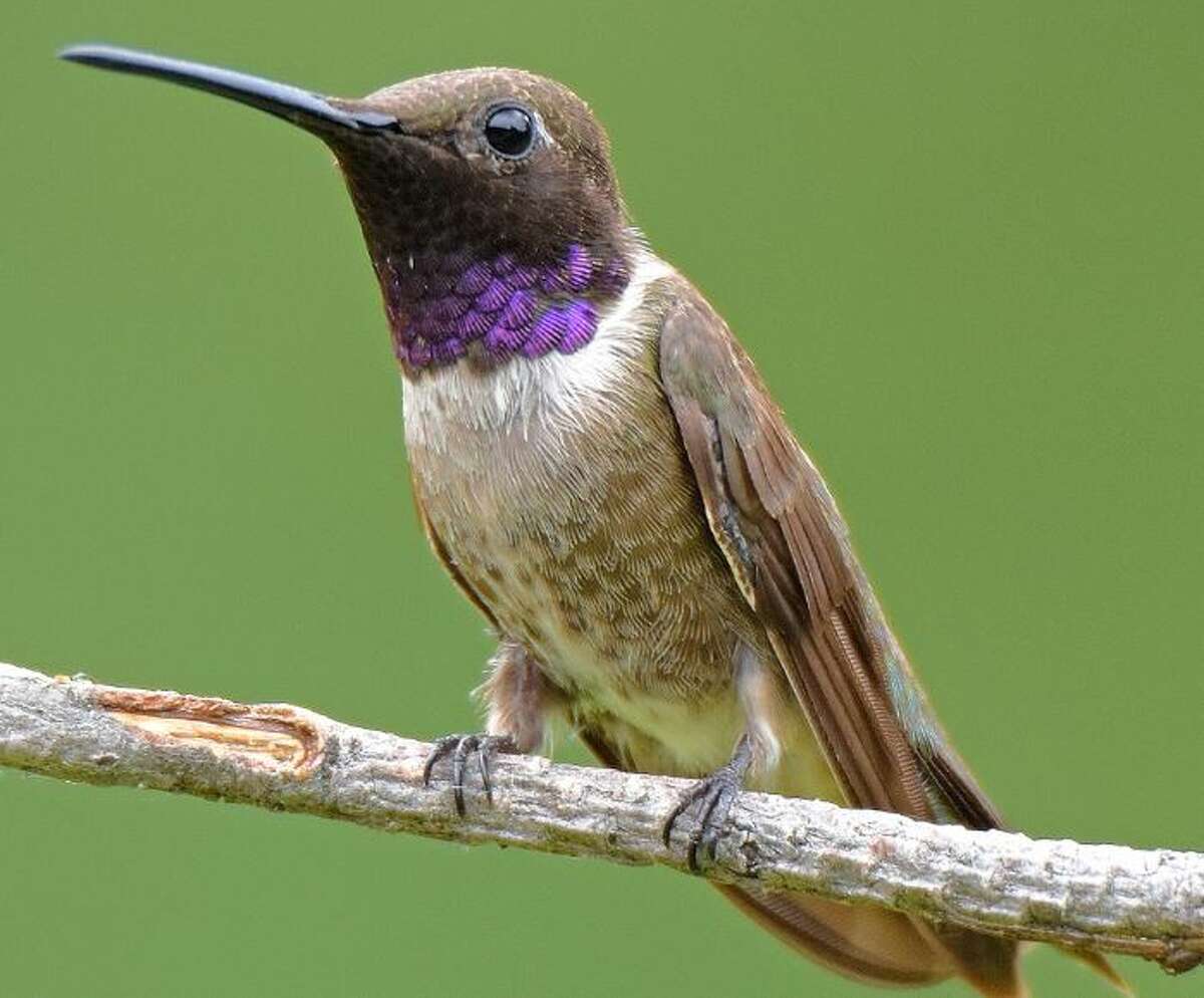 The Hummingbird Festival is set 9 a.m. to noon at the Lewis & Clark State Historic Site in Hartford. The site hosts the event in cooperation with the Lincoln Land Association of Bird Banders who will discuss hummingbirds while catching and banding the amazing creatures.