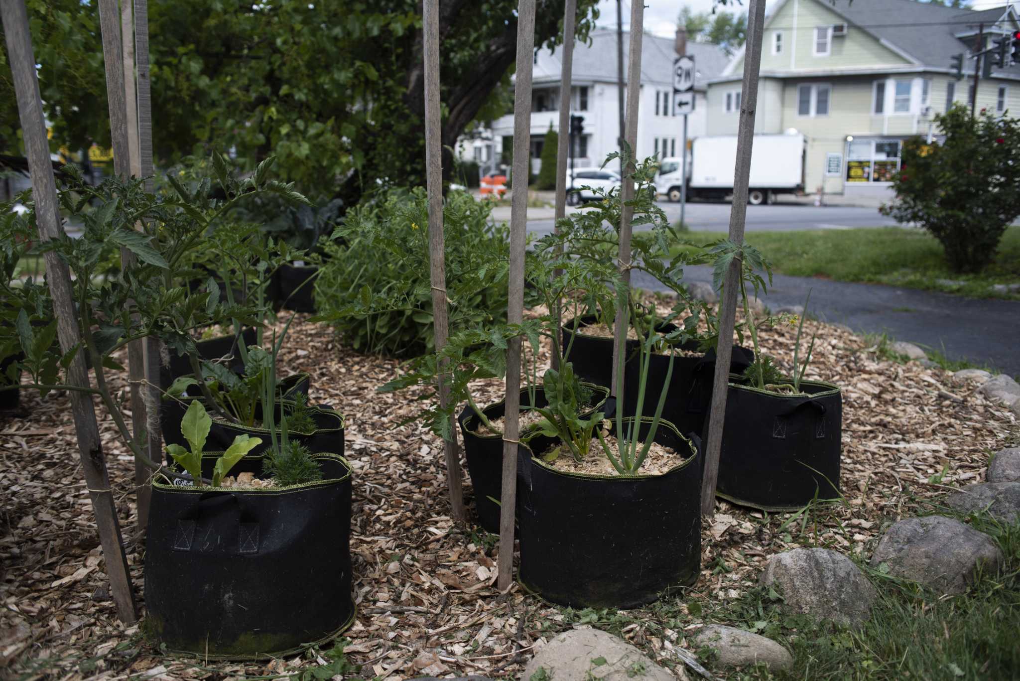 Albany's Urban Girl gardener Kee Kee Soto shares advice, tips - Vimarsana News