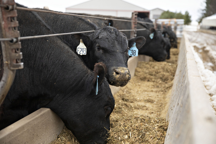 Caban now junior member of American Angus Association - Vimarsana News