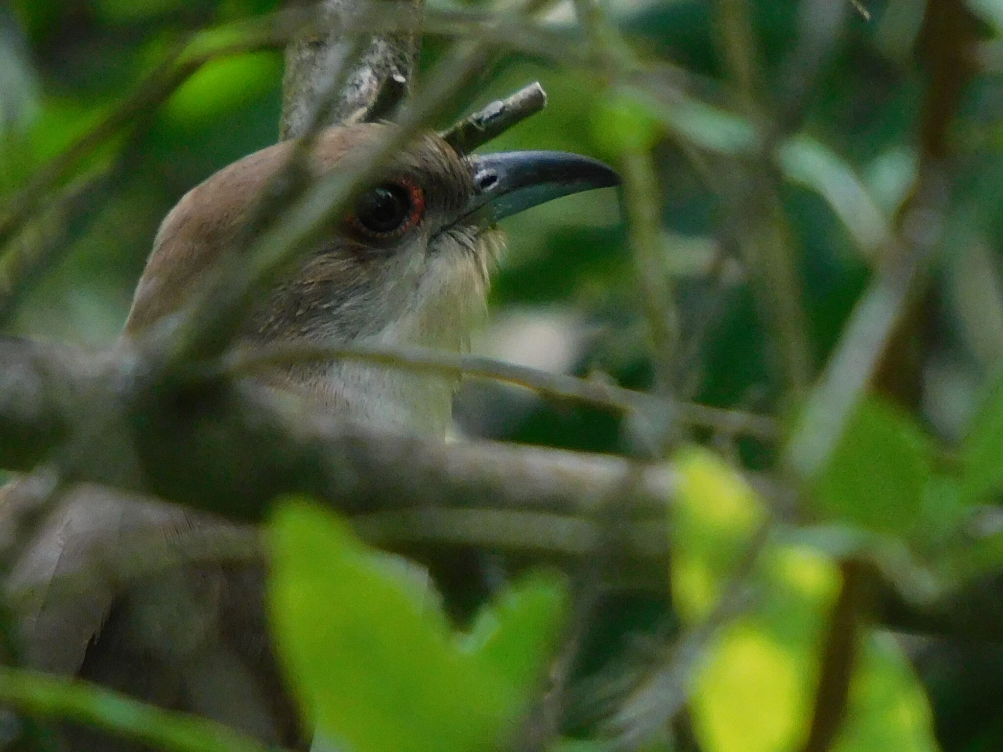 At look at the rare Black- and yellow-billed cuckoos