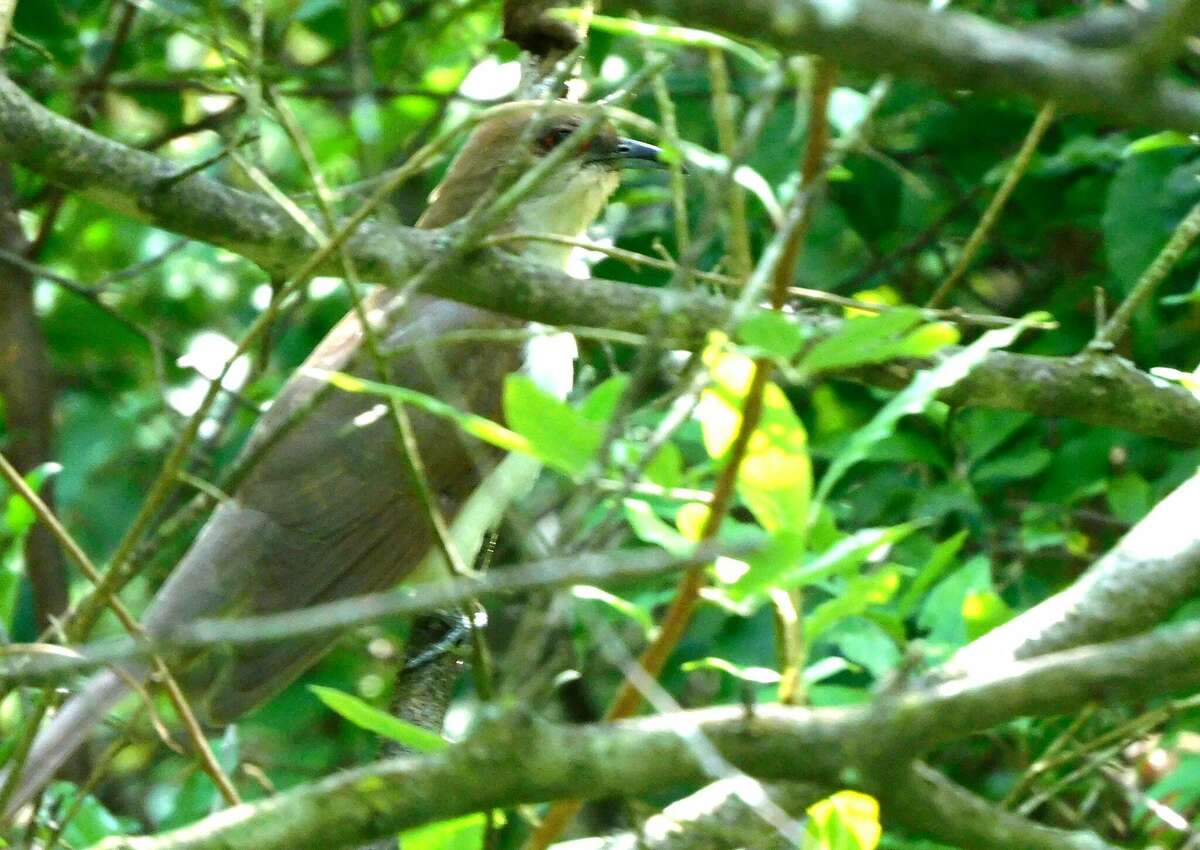 Pictured is a black-billed cuckoo, which can be found in the Midland area.