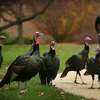 A flock of wild turkeys is a common sight on the Fairfield University campus in Fairfield on Tuesday, November 22, 2011.