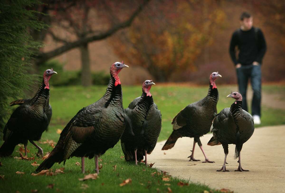A flock of wild turkeys on the Fairfield University campus in 2011.