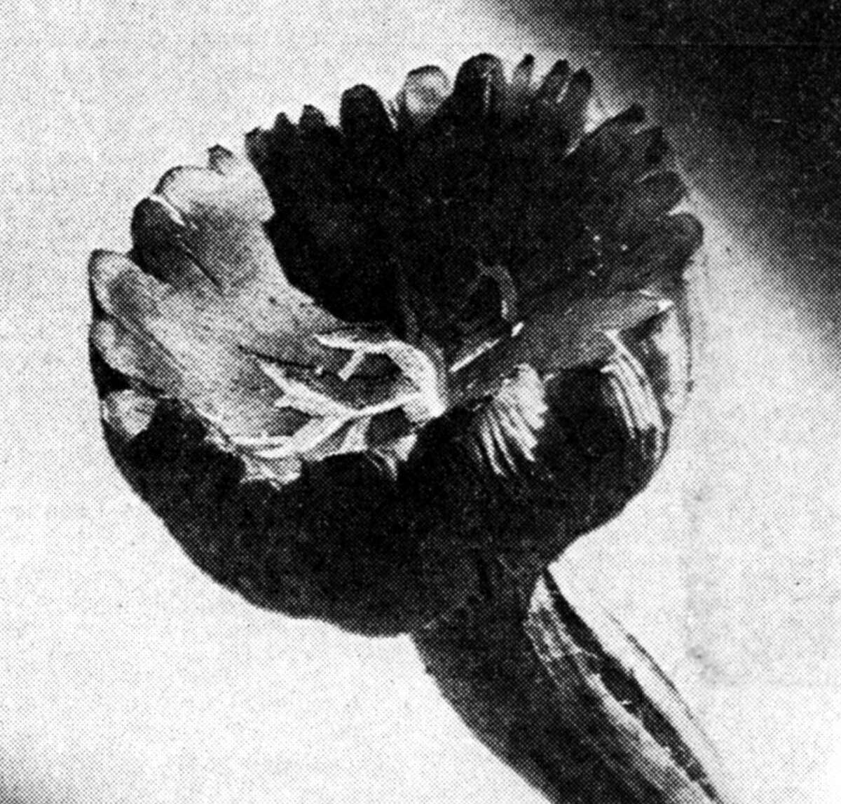 An oak stump mushroom was found by Mrs. Stanley Nowicki near her home in Parkdale. Usually these mushrooms are not found until early fall, but through a particular weather combination, the above mushroom along with others reported are being found at this early date. The photo was published in the News Advocate on July 10, 1962.