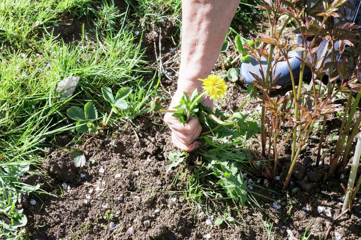 South Jacksonville plans to amend a 66-year-old ordinance during a meeting today that would shorten the time residents have to remove unsightly weeds.