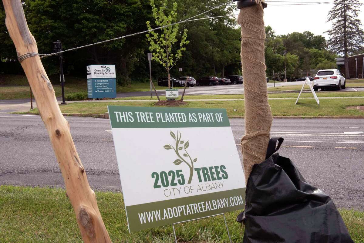 Newly planted trees are seen along South Manning Blvd. near St. Peter’s Hospital on Wednesday, June 29, 2022 in Albany, N.Y.