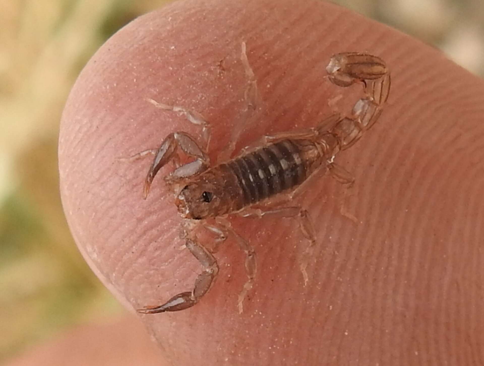 Wild Texas 5 most common scorpions, habitats and more