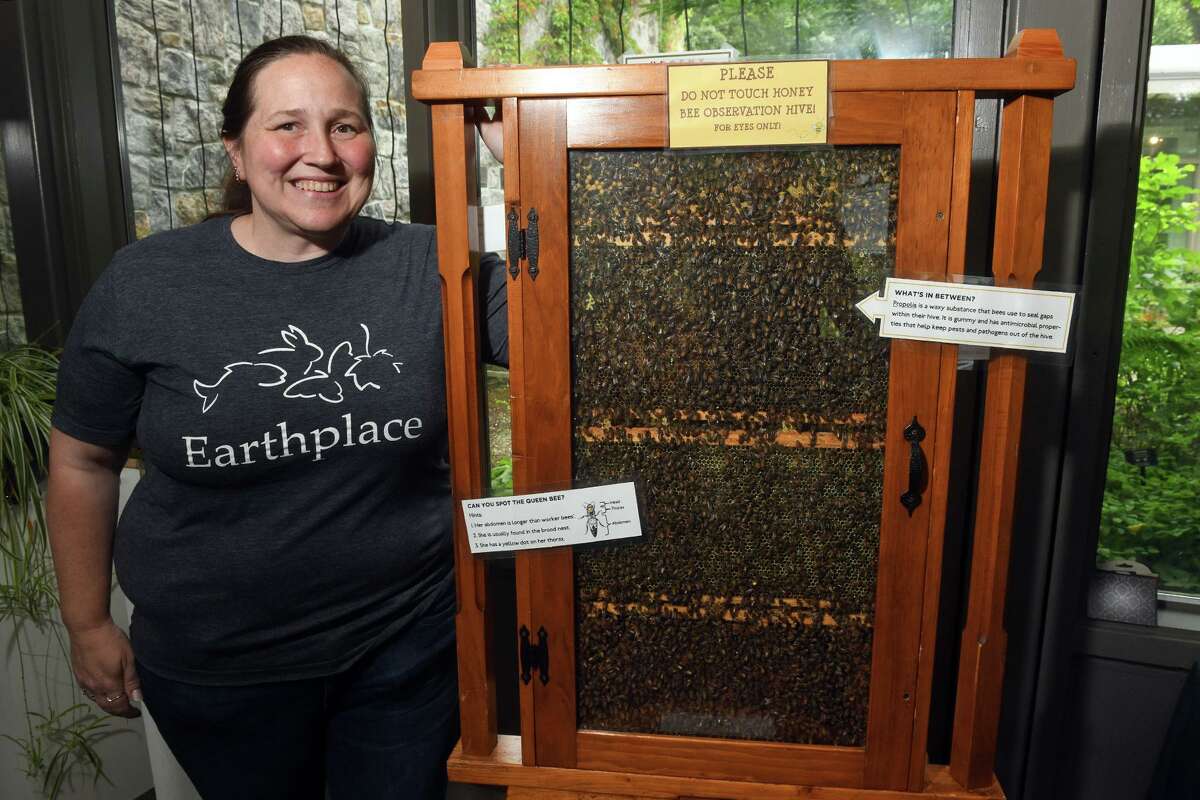 Becky Newman, director of nature programs, poses next a display hive full of honeybees at Earthplace, in Westport, Conn. July 5, 2022.