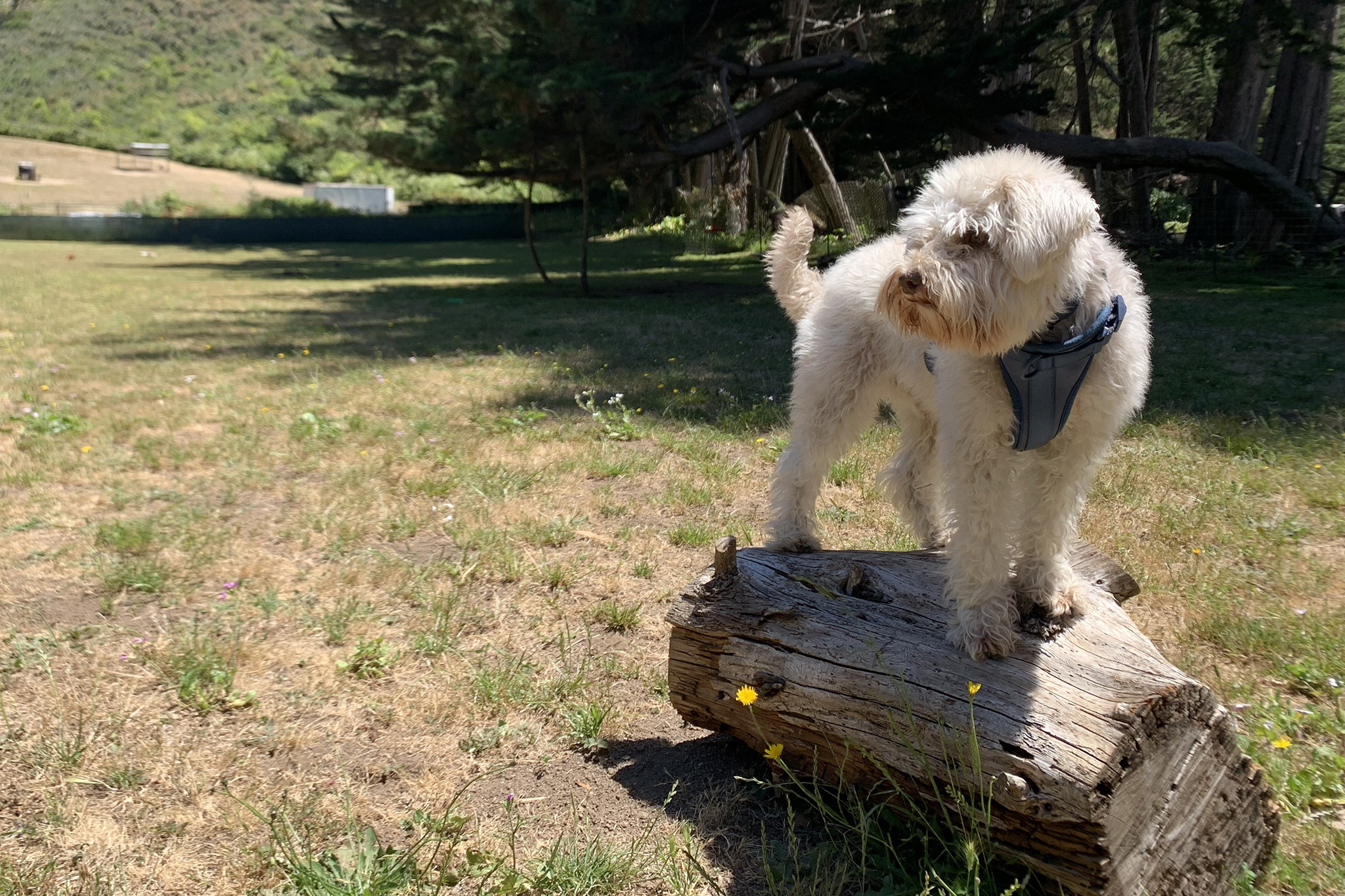 Sniffspot Is The Airbnb For Dogs Here Is What It Is Vacation