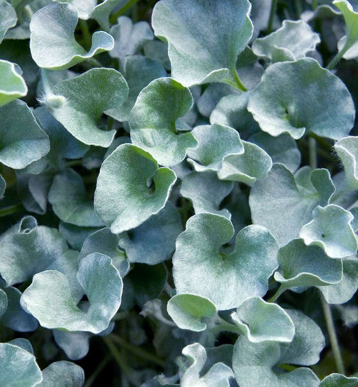 Dichondra Silver Falls is a sun lover that creates a waterfall of silver once established.