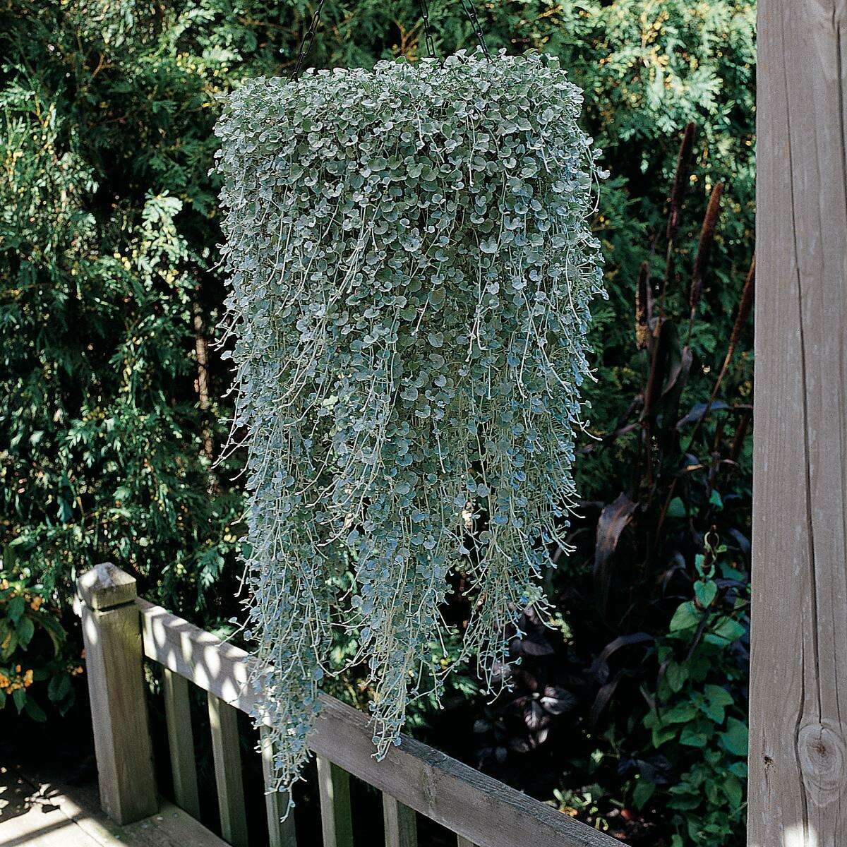 ‘Silver Falls’ dichondra cascades from a hanging basket.