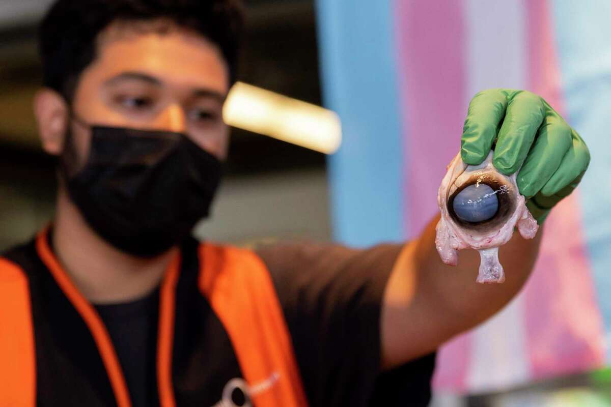 Former high school explainer and current Exploratorium employee David Moran dissects a cow eyeball during a public demonstration at the Exploratorium. A new batch of Exploratorium explainers are training for the city’s most memorable summer job: dissecting cow eyeballs in front of a crowd in the name of science.