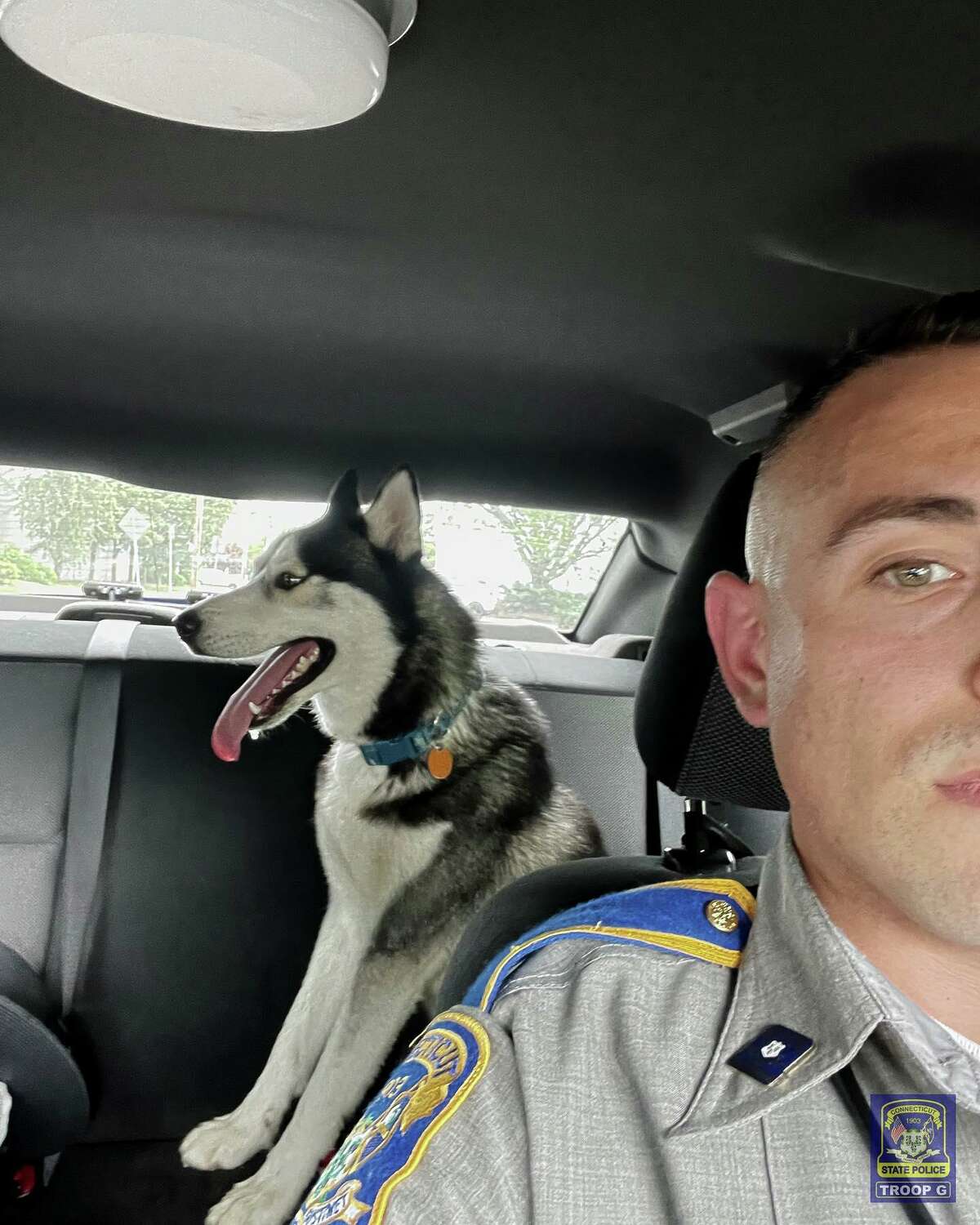 Connecticut State Police said this Husky, one of two, was rescued after a trooper lured the animal in with a snack. The second animal was rescued from I-95 after leading state and local authorities on a pursuit down the highway and through backyards in Norwalk on Wednesday, July 6, 2022.