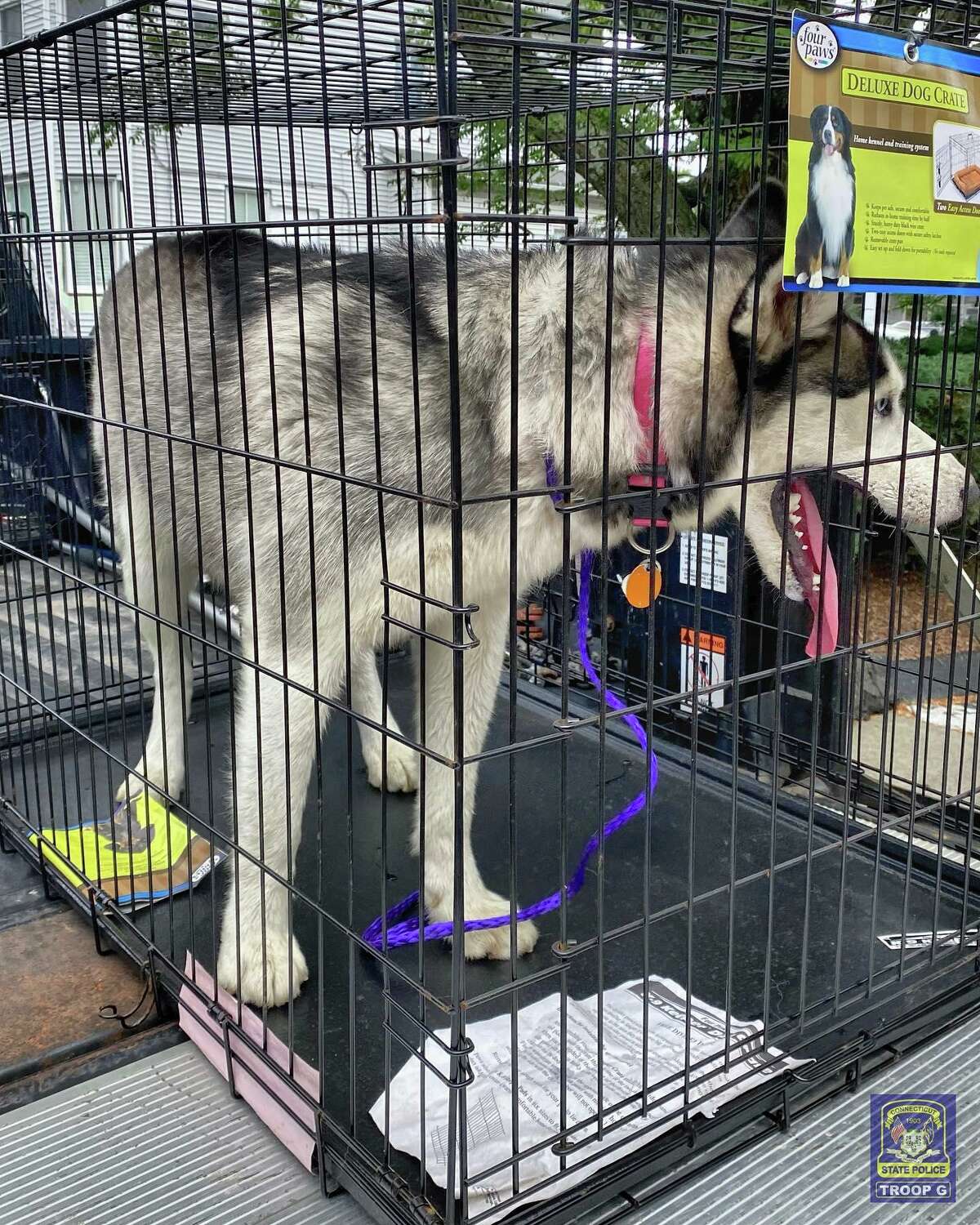 Connecticut State Police said this Husky was rescued from I-95 after leading state and local authorities on a pursuit down the highway and through backyards in Norwalk on Wednesday, July 6, 2022.