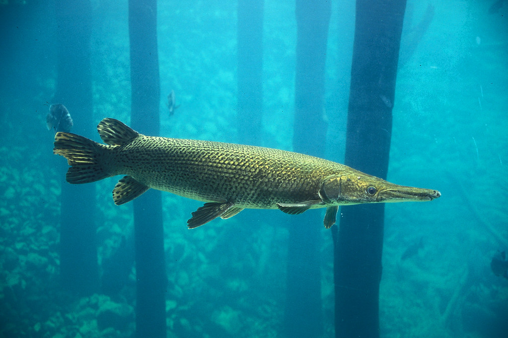 Woman injured from alligator gar bite at Lake Corpus Christi - Vimarsana News