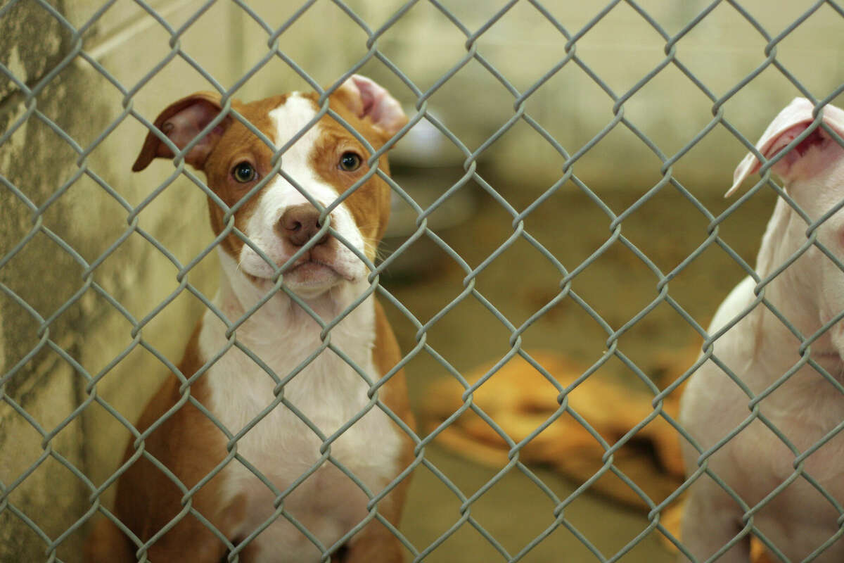 Austin Animal Center at 115% capacity amid evictions