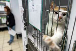 Study: Hays County should build animal shelter in Kyle