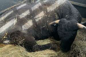 Steers make brief escape from Stafford slaughterhouse