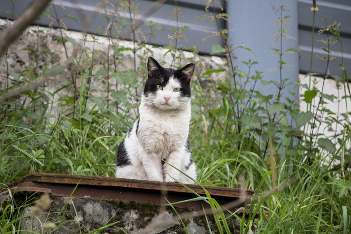 Stray cats' strut not sitting well with Bluffs - Vimarsana News
