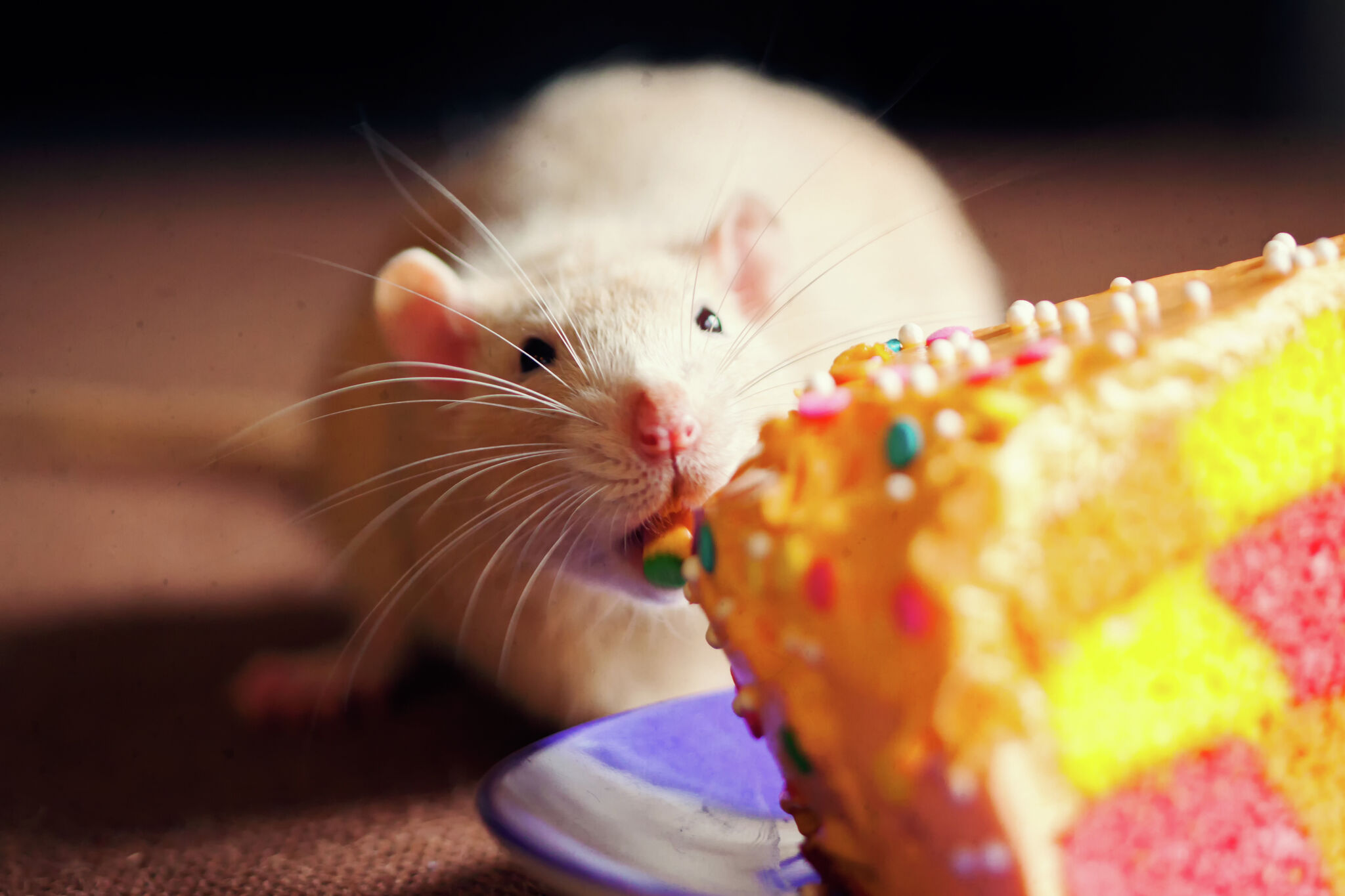 formosa garden san antonio health inspection