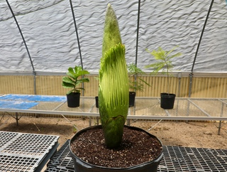 Stinky corpse flower set to bloom at San Antonio Zoo - Vimarsana News