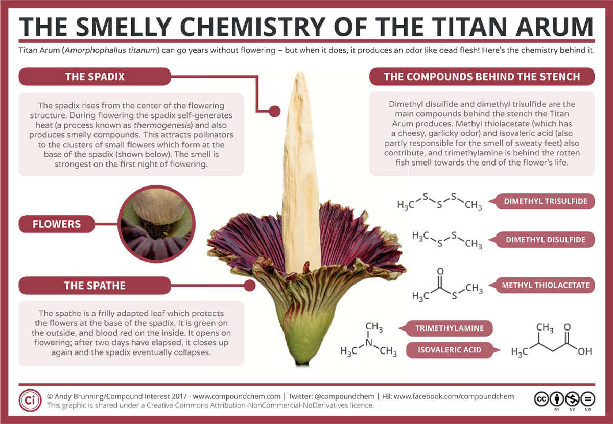 A graphic of the titan arum, the world's smelliest and largest plant.
