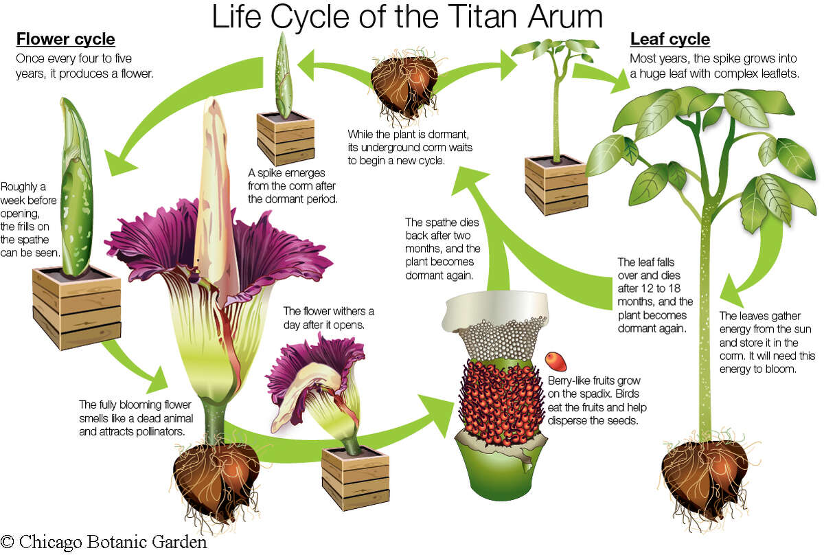 A graphic of the titan arum, the world's smelliest and largest plant.