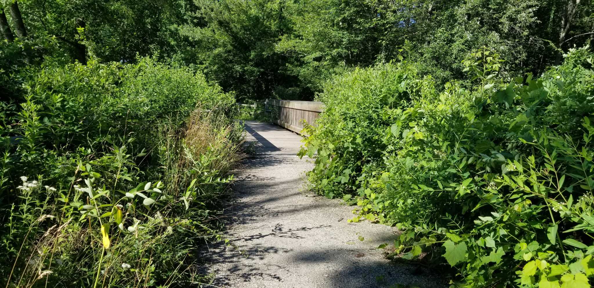 Trail clearing planned for Shelton's Rec Path - Vimarsana News