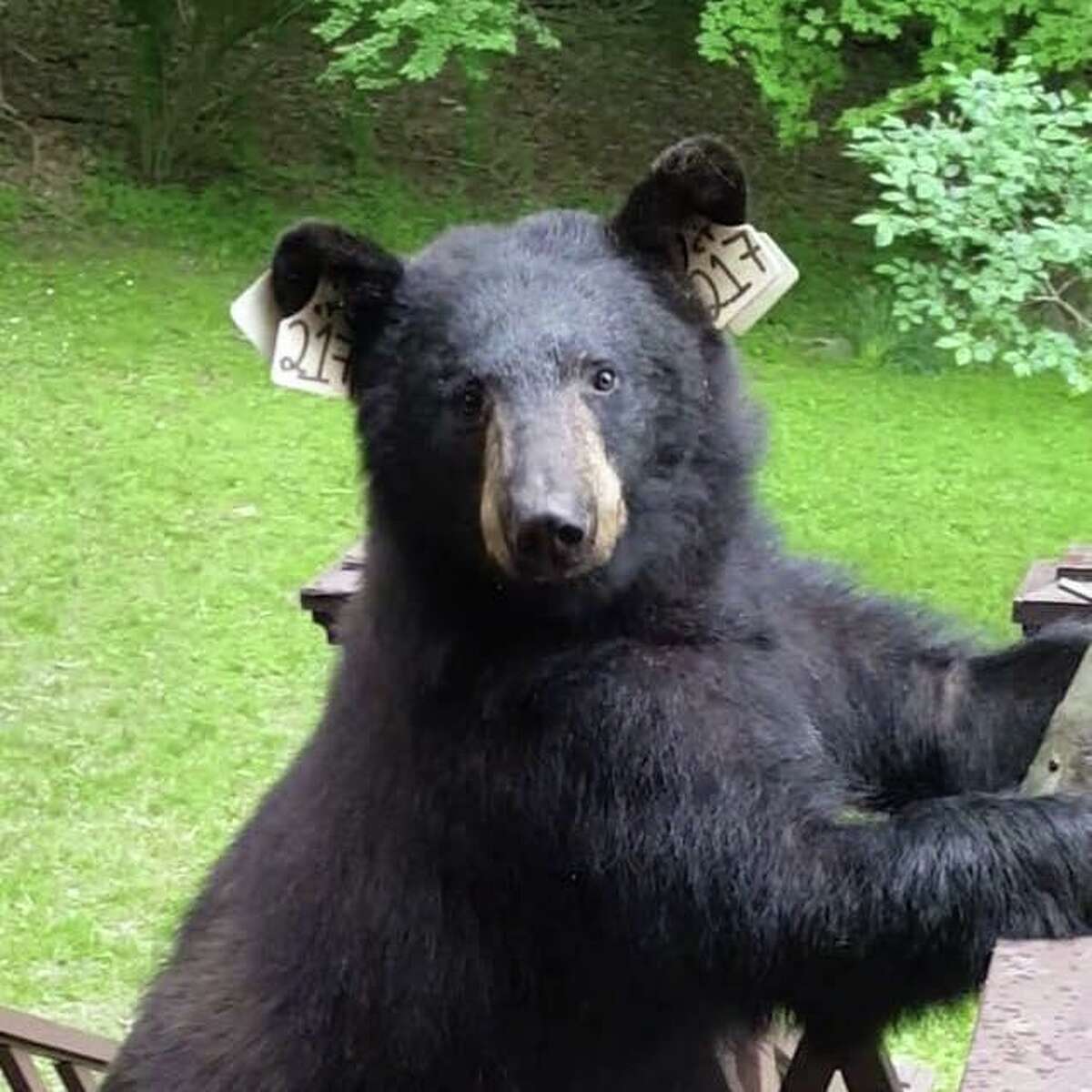 A bear tagged as #217 was known as Bobbi to many residents. An off-duty Ridgefield police officer fatally shot the black bear in May. She was survived by her two cubs.