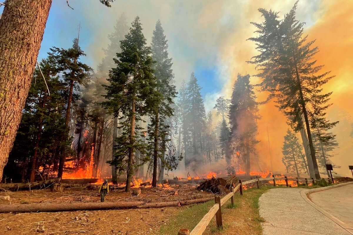 A view of the Washburn Fire, on Friday, July 8, 2022, currently burning in Yosemite's Mariposa Grove, an area that is well-known as the largest grove of giant Redwoods in the park.