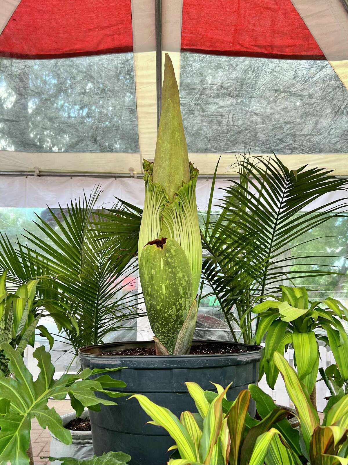 Corpse flower to bloom at San Antonio Zoo for first time