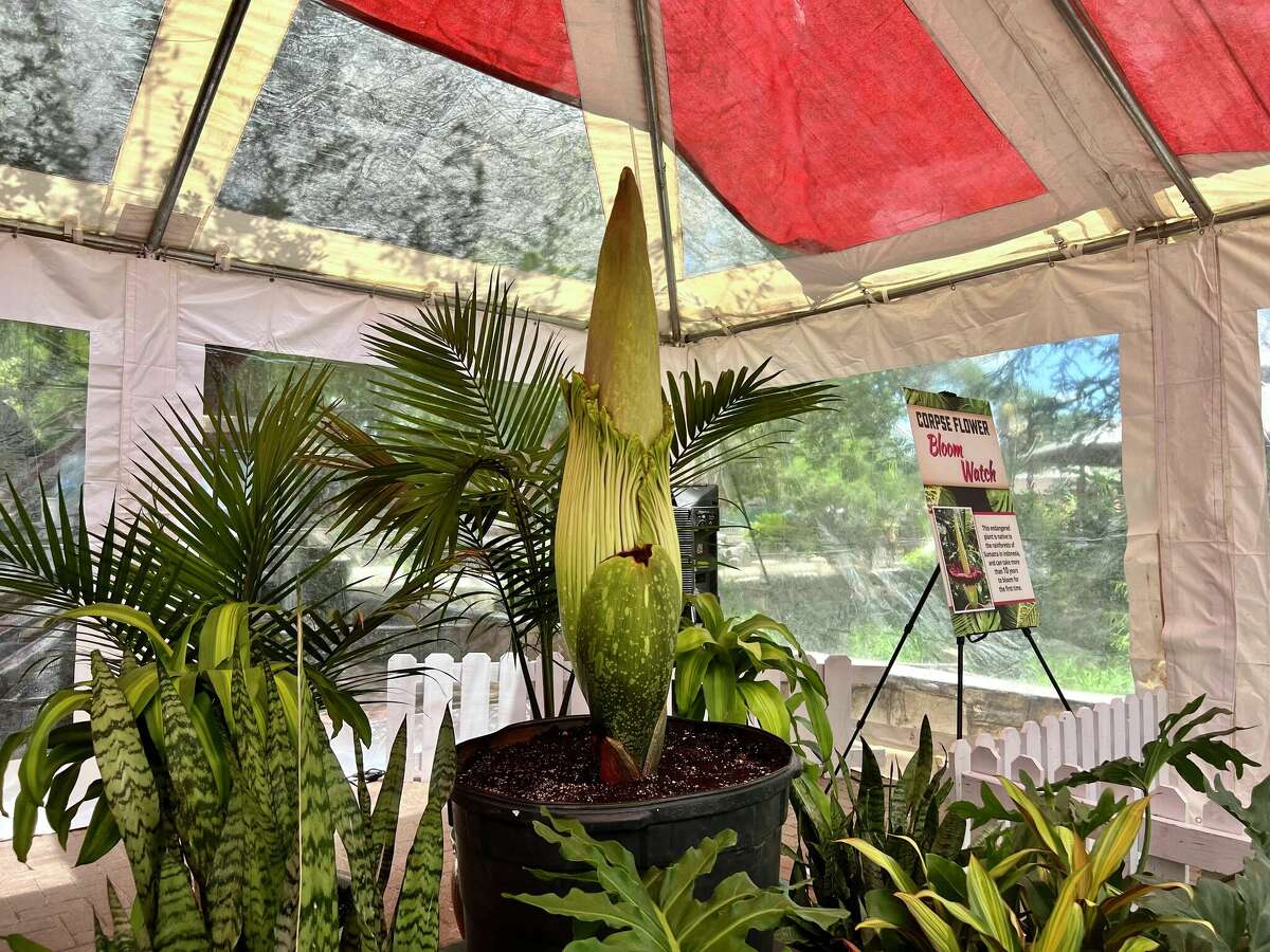 Corpse flower to bloom at San Antonio Zoo for first time