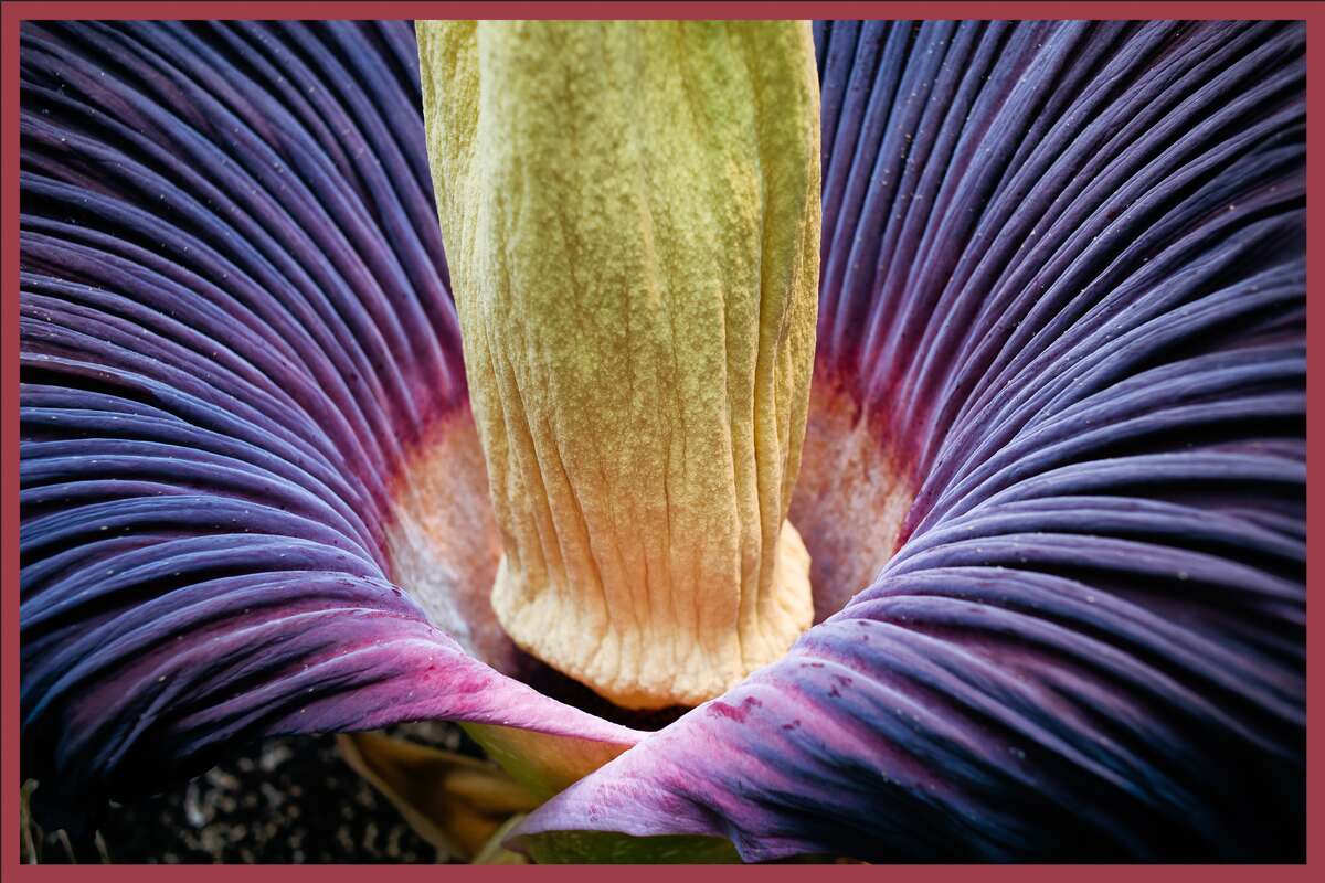 What Does A Corpse Flower Look Like In Full Bloom | Best Flower Site