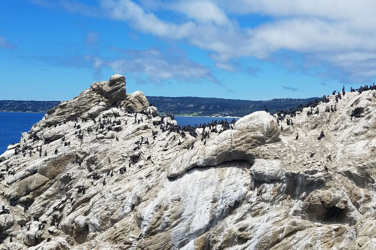 Cormorants and other sea birds, including the brown pelican, can be seen in multiple "bird islands" in Point Lobos. 