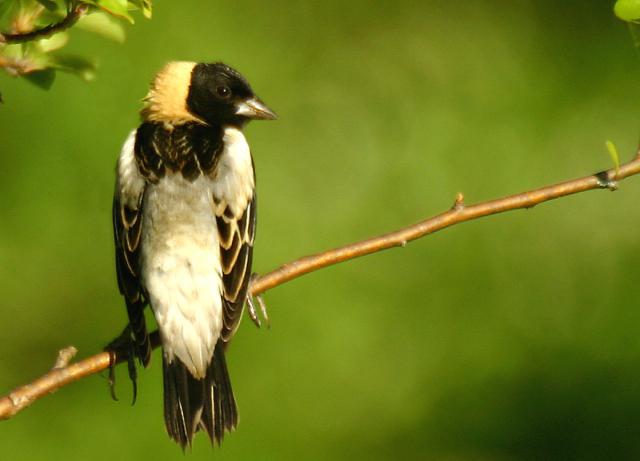 Robert Miller: The summer migrations of birds - Vimarsana News