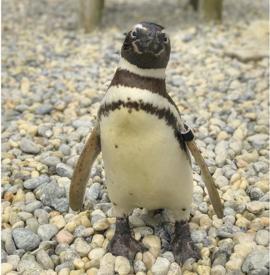 S.F. Zoo's oldest Magellanic penguin known as a 'sophisticated gentleman,' dies at 40 - Vimarsana News
