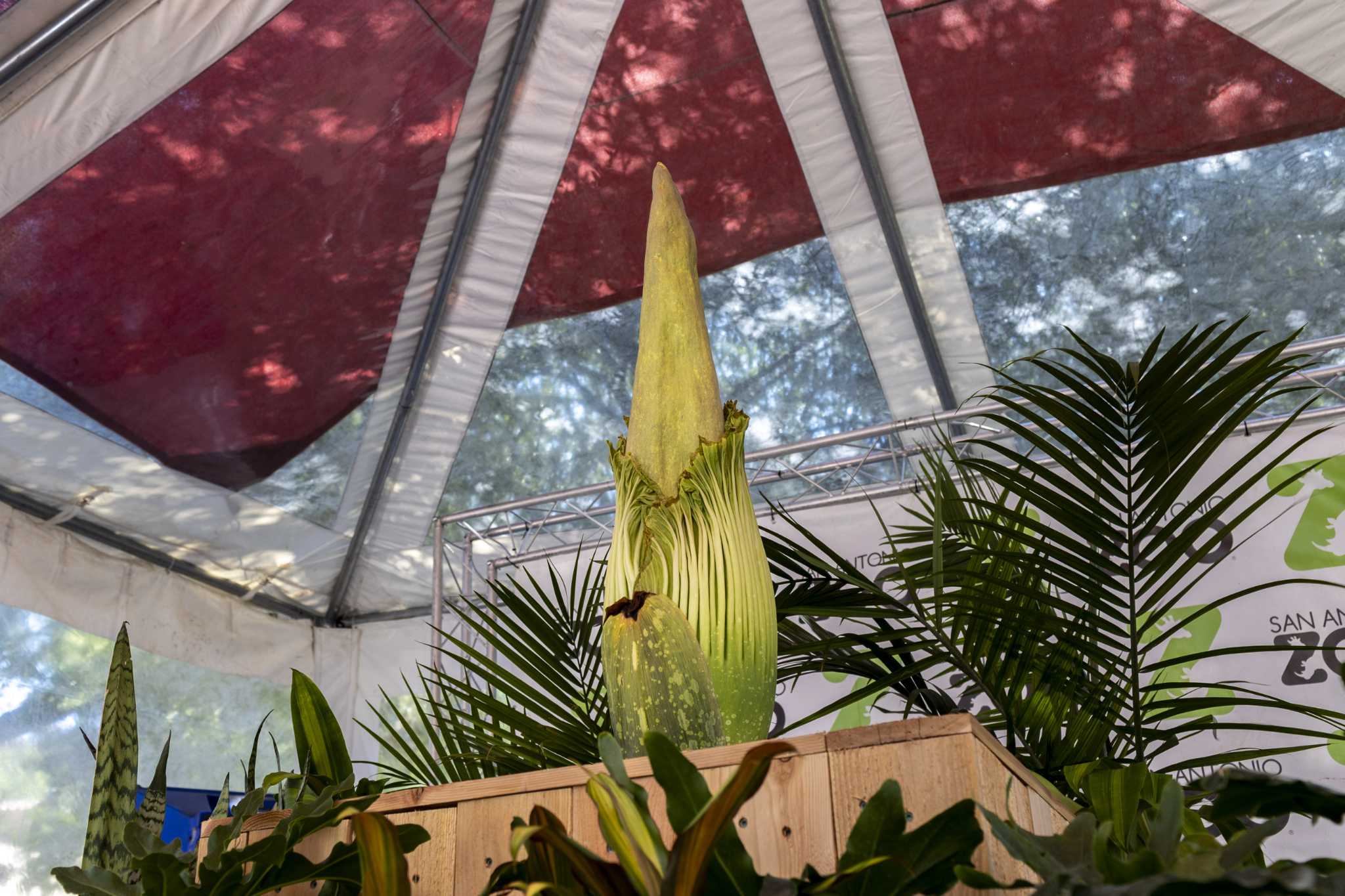 Corpse flower will not bloom at San Antonio Zoo, officials say - Vimarsana News