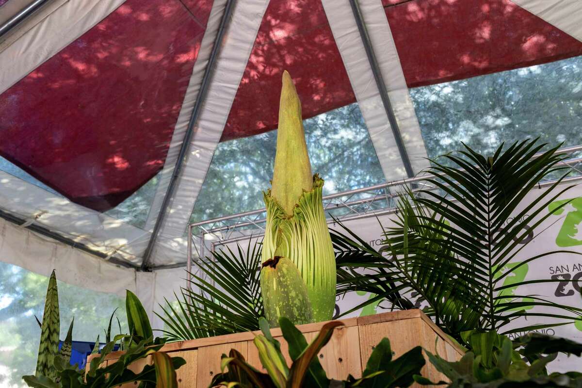 An endangered corpse flower is seen on display at the San Antonio Zoo in San Antonio, TX, on July 9, 2022. The corpse flower, or titan arum, is expected to bloom in about 10 days; which will reportedly mark the first time a corpse flower has bloomed in San Antonio.