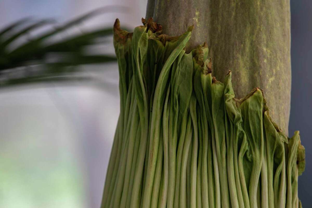 Stinky corpse flower set to bloom at San Antonio Zoo