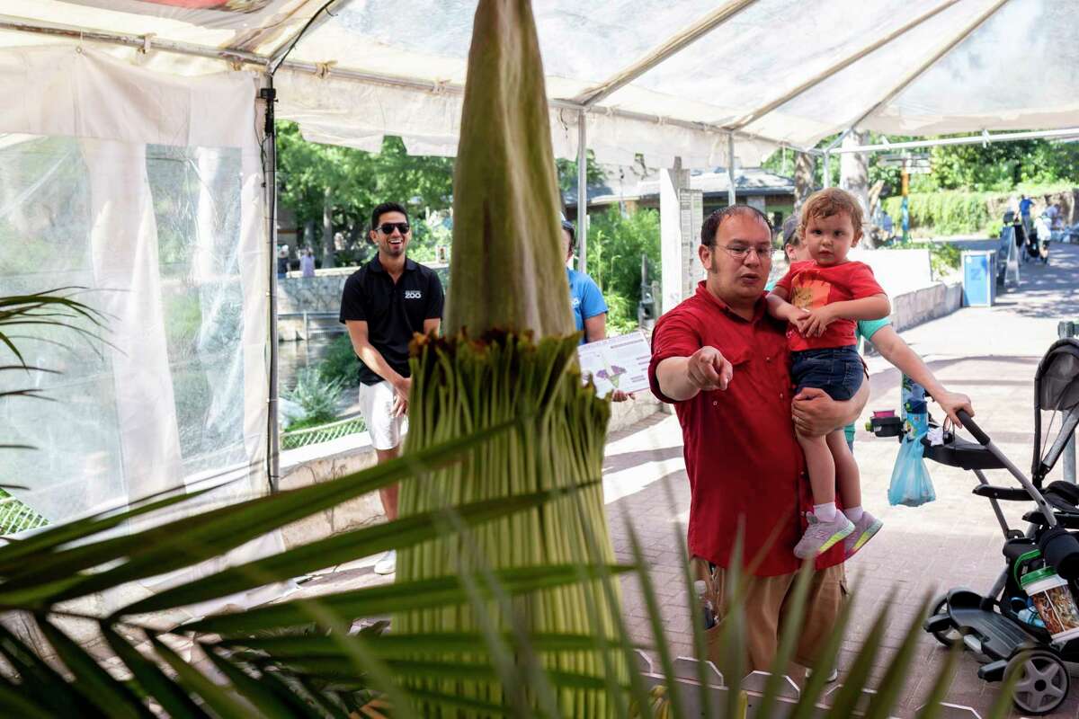 Jacob Mayer holds his two-year-old daughter Evelyn Mayer as they admire the corpse flower on display at the San Antonio Zoo in San Antonio, TX, on July 9, 2022. The corpse flower, or titan arum, is expected to bloom in about 10 days; which will reportedly mark the first time a corpse flower has bloomed in San Antonio.