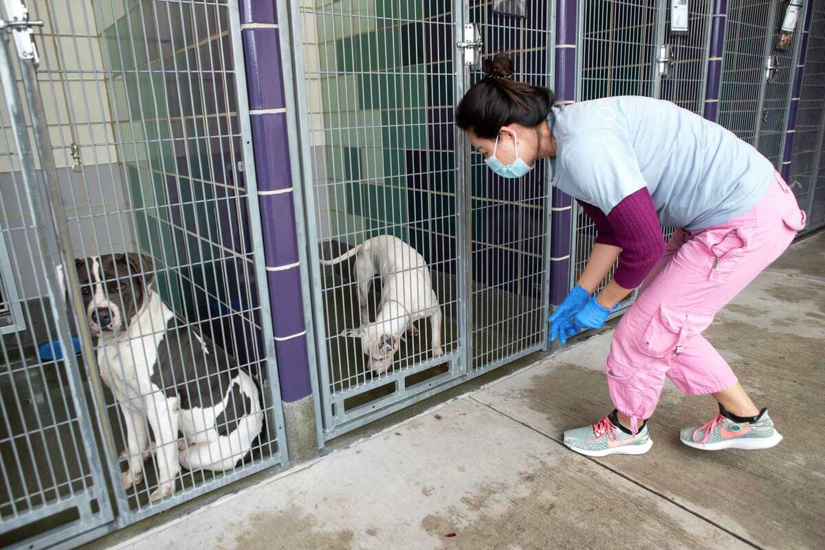 Volunteer Trish Mach hands out treats at the BARC Animal Shelter & Adoption center Wednesday, Jan. 19, 2022 in Houston. The city updated its animal code Wednesday, which requires all dog and cat owners to microchip their animals and will prohibit pet stores from sourcing from puppy mill breeders.