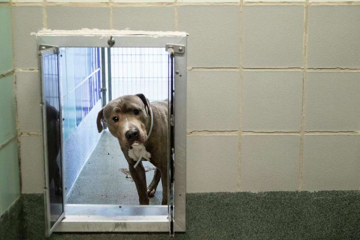 A dog peeks through an opening in his kennel at the BARC Animal Shelter & Adoption center Wednesday, Jan. 19, 2022 in Houston. The city updated its animal code Wednesday, which requires all dog and cat owners to microchip their animals and will prohibit pet stores from sourcing from puppy mill breeders.