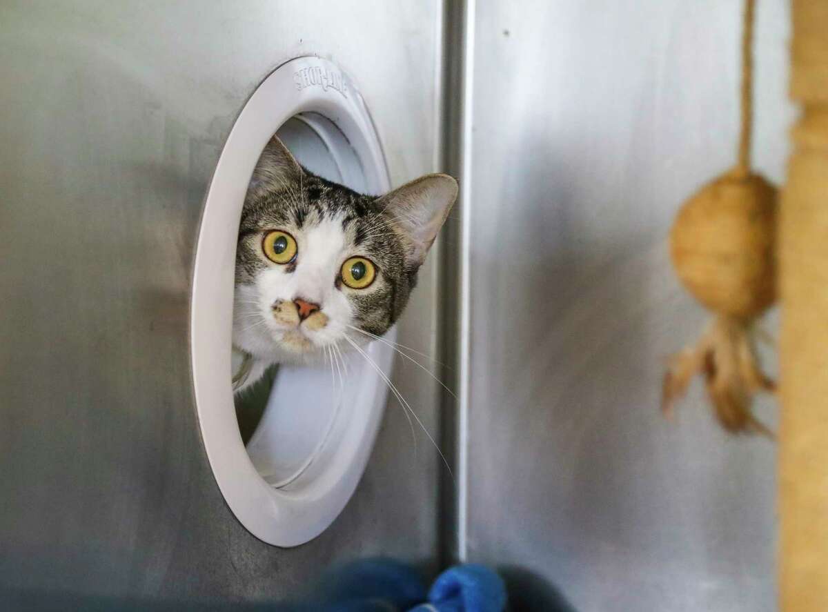 Clam Chowder (A1784651) is a male, 1 1/2-year-old brown and white tabby cat available for adoption from BARC Animal Shelter on Tuesday, May 3, 2022 in Houston. Clam Chowder says “ Hiya! I’m Clam Chowder. I love, love, love wet food and I will reach through the kennel bars to touch you until maybe you give me some! I am probably one of the most playful cats you will ever meet. I haven’t come across a toy I don’t like! I love to run laps up and down my kennel with my friend, Latte.” He is one of 126 cats total held since September 15, 2021, on a cruelty hold pending the outcome of the court proceedings. On Wednesday, September 15, 2021, BARC and HPD’s Major Offenders Animal Cruelty Unit executed a warrant for the seizure of 132 animals from a two-bedroom house in northwest Houston. The site was investigated pursuant to an anonymous tip to the Cruelty Taskforce website. The tip was dispatched to BARC to investigate because the location is within our jurisdiction. BARC worked jointly with the Houston Humane Society to care for the animals. HHS agreed to house 88 of the cats that were seized, and BARC housed 38 cats and 6 dogs from the seizure. These pets were held on a cruelty hold pending the outcome of the court proceedings.