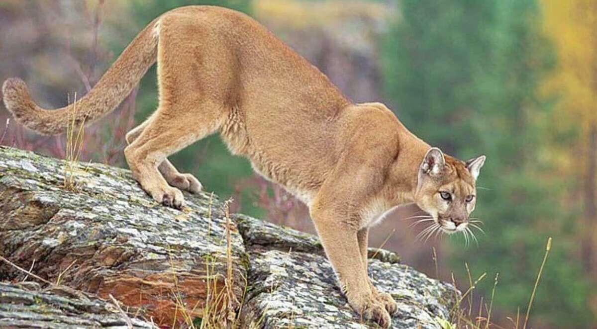 Woodbridge police provided this photo of a mountain lion, after several reported sightings in the area. It is not of the animal actually seen in town.