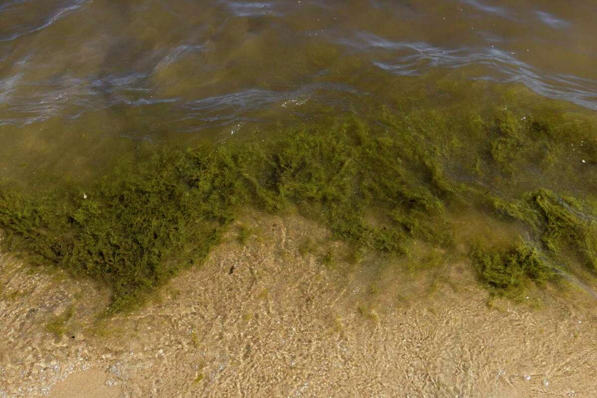 在南太浩湖的埃尔多拉多海滩上，充满藻类的浑浊水拍打着海岸。