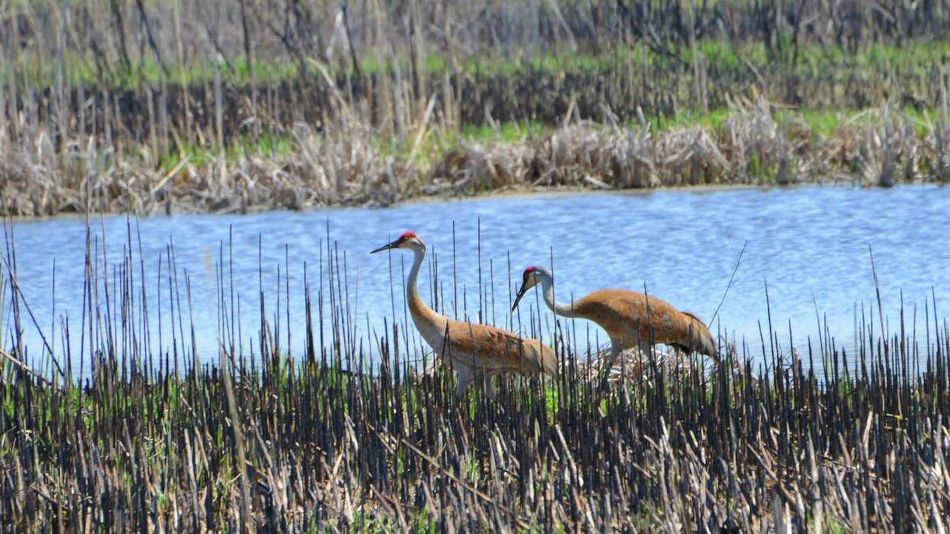 Wetland bird abundance rises along Great Lakes coast