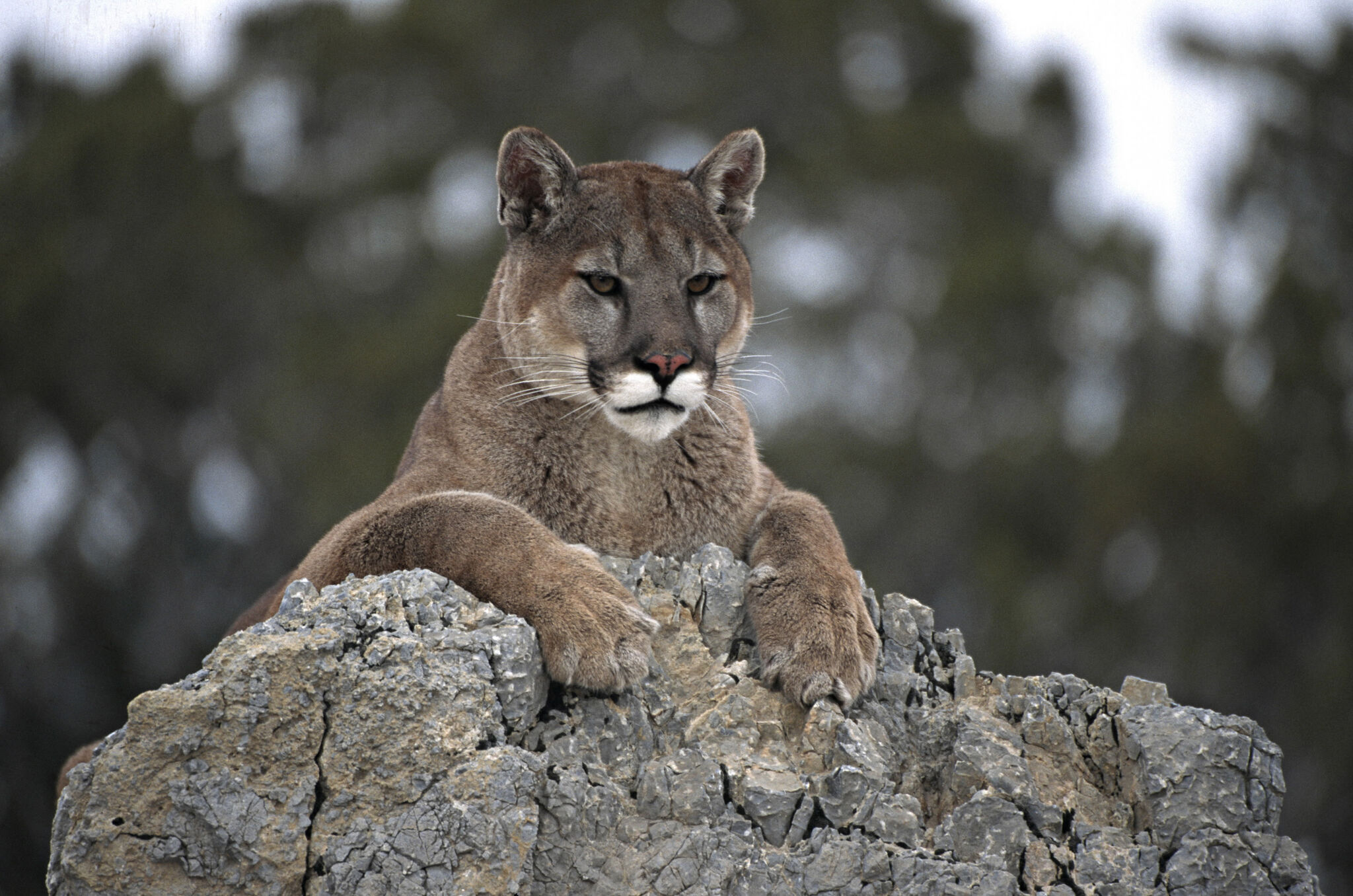 What to know about unconfirmed mountain lion sightings in CT - Vimarsana News